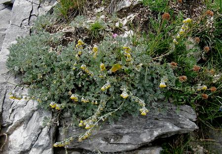 Artemisia nitida