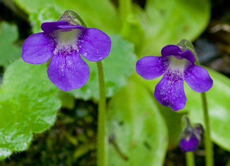 Pinguicula apuana