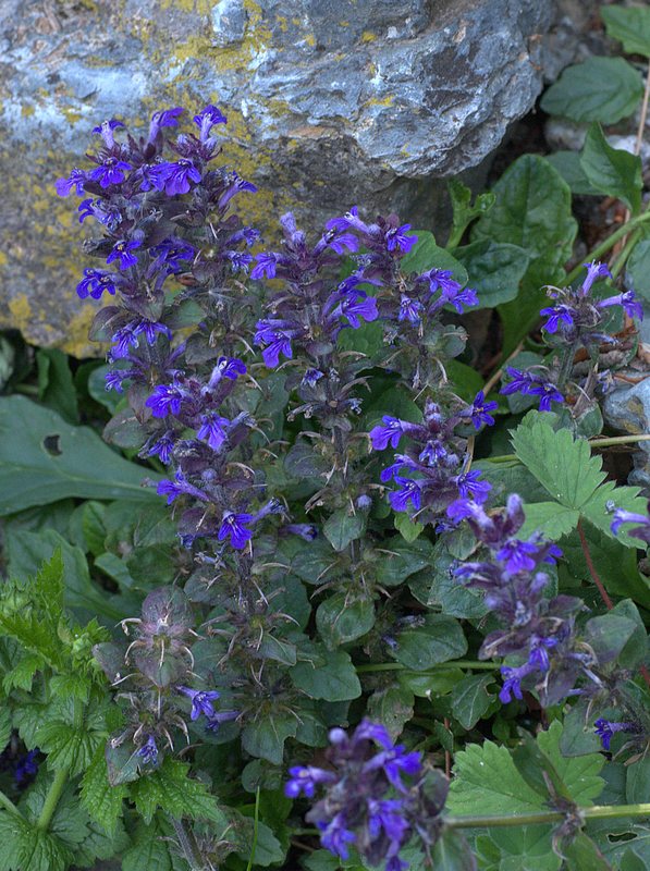 Ajuga reptans (Iva comune)