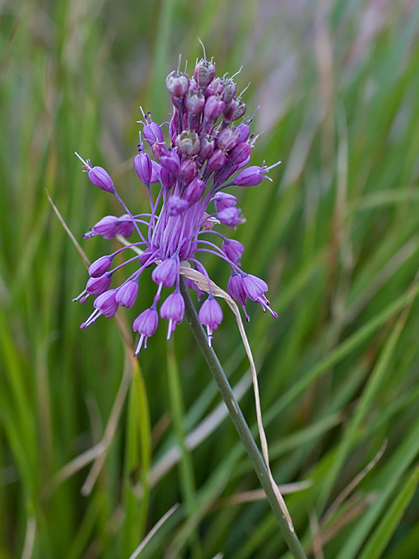 Allium coloratum (Aglio grazioso)