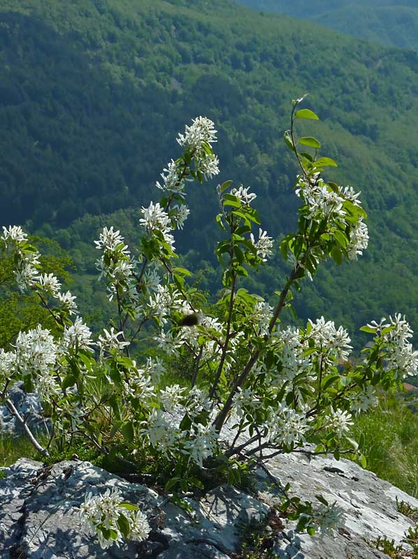 Amelanchier ovalis