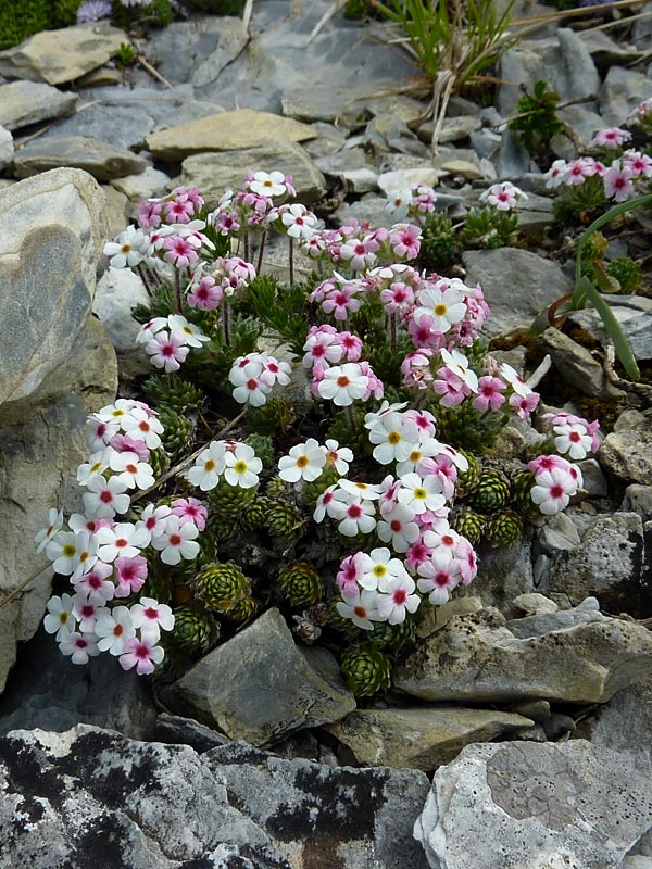 Androsace villosa (Androsace appenninica)