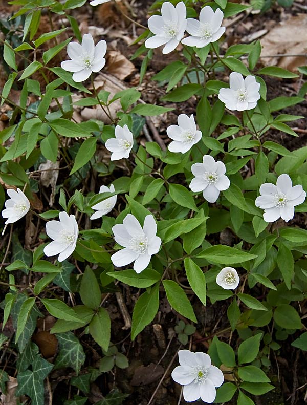 Anemonoides trifolia (Anemone trifogliata)