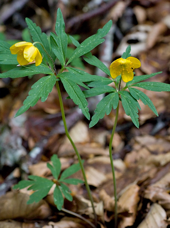 Anemonoides ranunculoides (Anemone gialla)