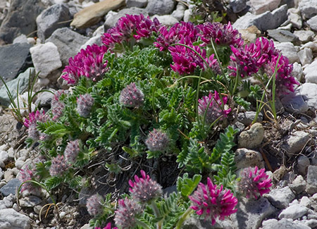 Anthyllis montana