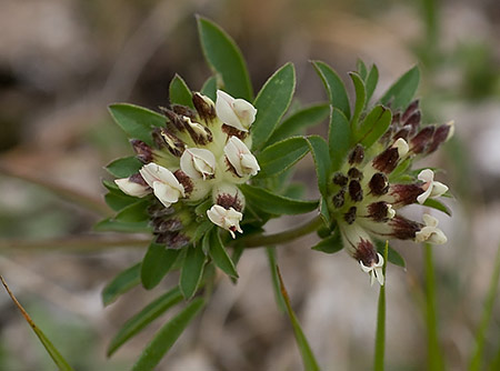 Anthyllis vulneraria