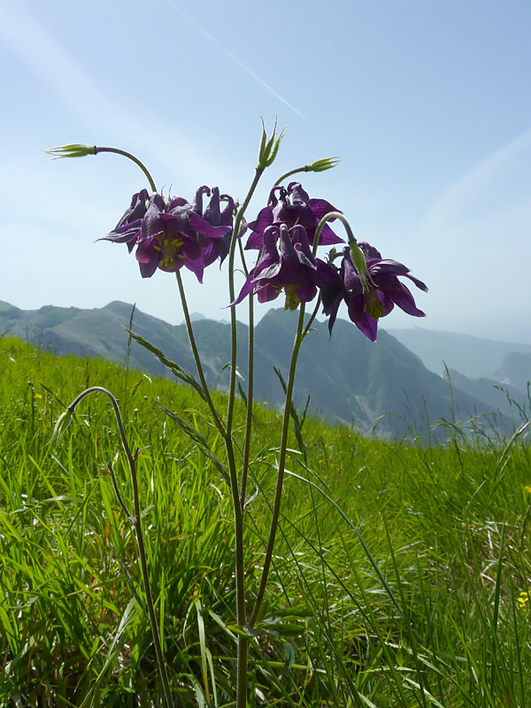 Aquilegia atrata