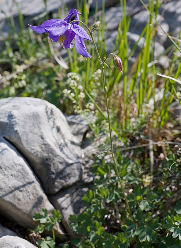 Aquilegia bertolonii