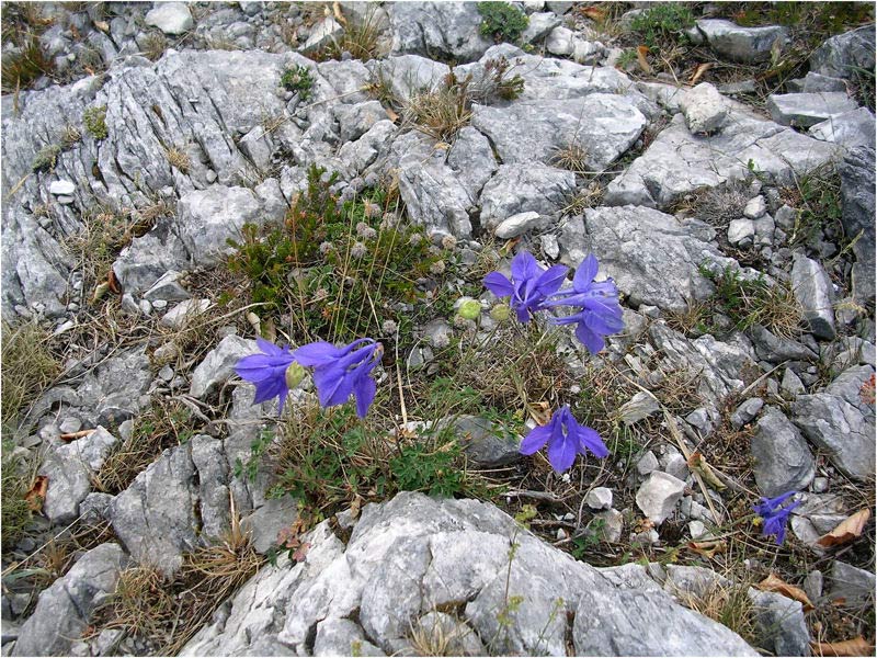 Aquilegia bertolonii