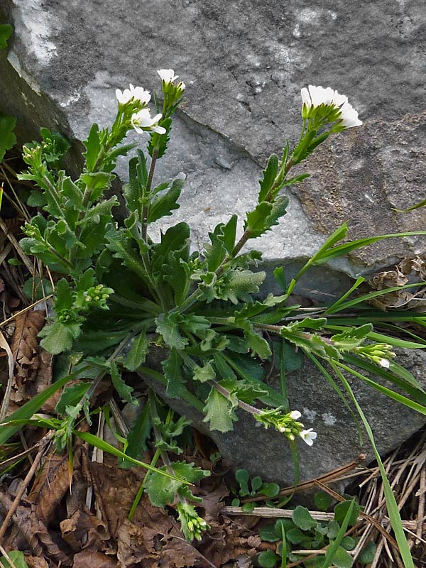 Arabis collina (Arabetta collinare)