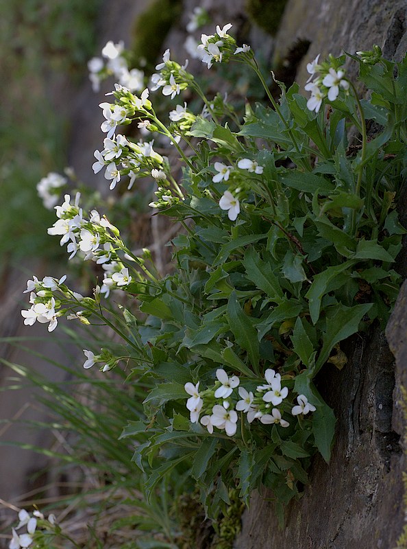 Arabis alpina