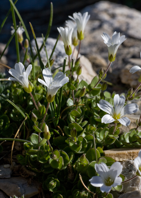 Arenaria bertolonii