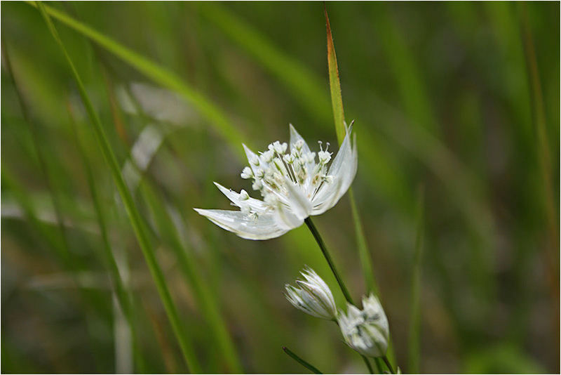 Astranzia delle Apuane (Astrantia pauciflora)