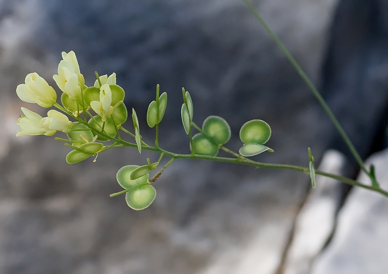Biscutella Apuana