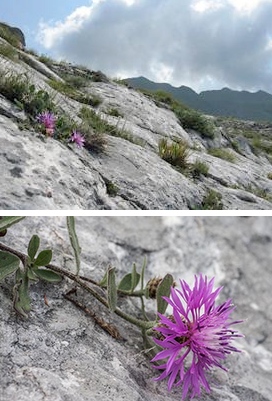 la centaurea del Monte Borla e nello sfondo il monte Sagro