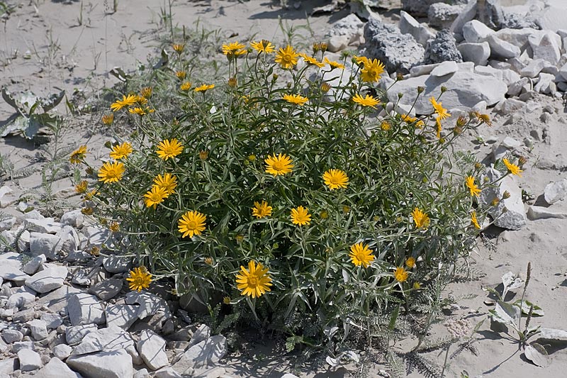 Buftalmo flessile (Buphthalmum salicifolium flexile)