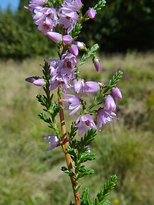 Calluna vulgaris (Brugo)