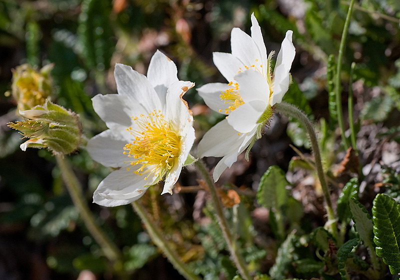 Camedrio Alpino (Dryas octopetala)