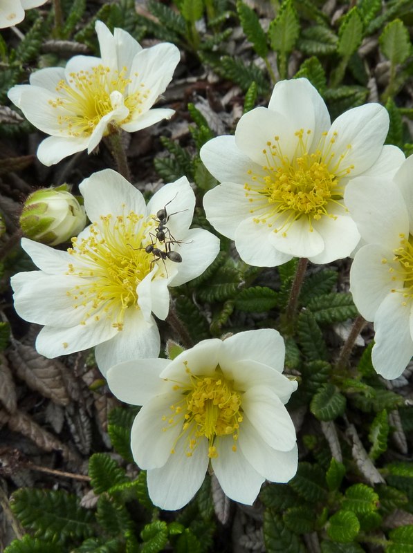 Dryas octopetala (Canedrio alpino)