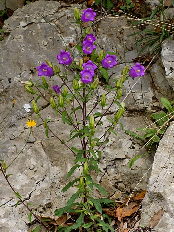 Campanula medium (Campanula toscana)
