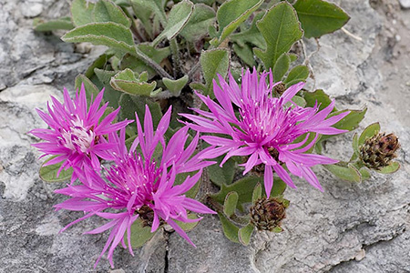 centaurea montis borlae (Fiordaliso del Borla)