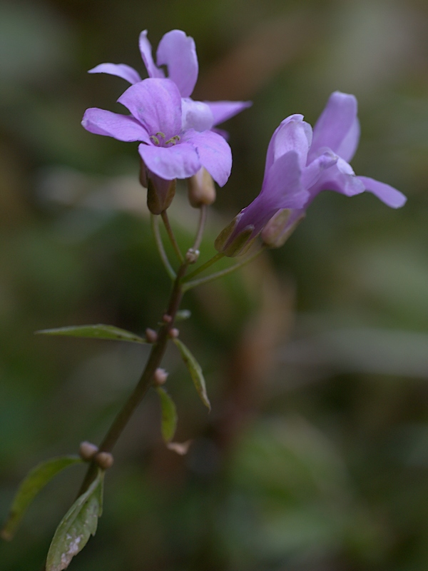 Cardamine bulbifera (Dentaria minore)