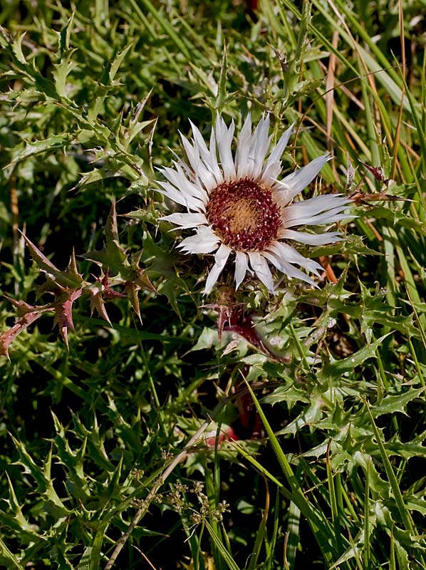 Carlina acaulis