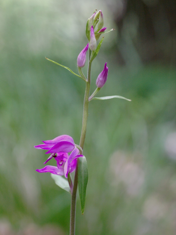 Cephalanthera rubra (Cefalantera rossa)