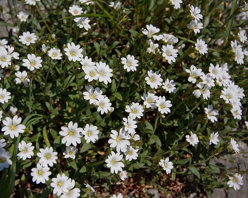 Cerastio apuano (Cerastium apuanum)