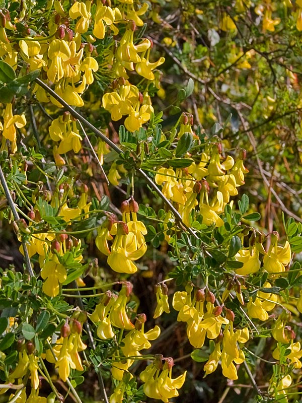 Coronilla emerus o Emerus major