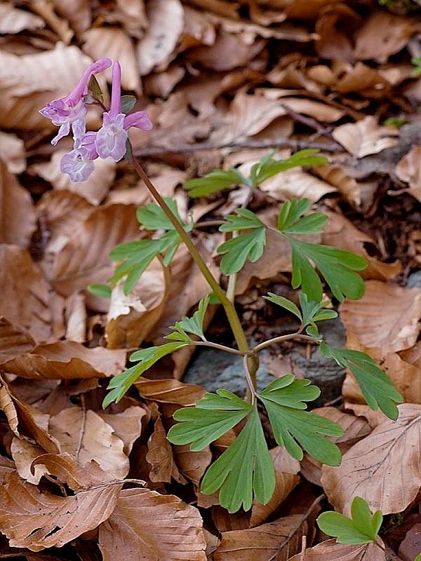 Corydalis cava (Colombina cava)