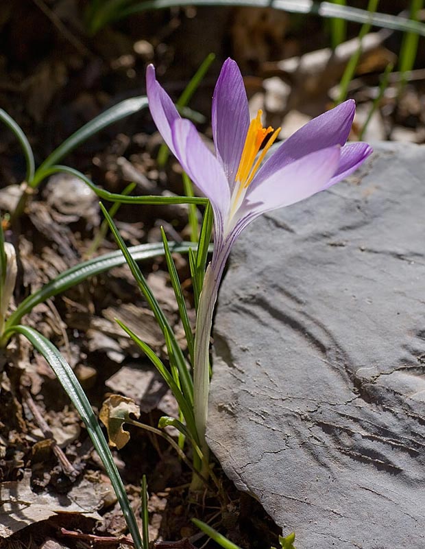 Croco (Crocus vernus)