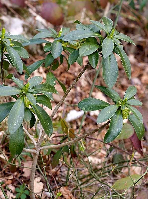 Daphne laureola