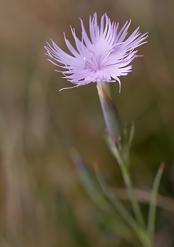 Dianthus monspessulanus (Garofano di bosco)