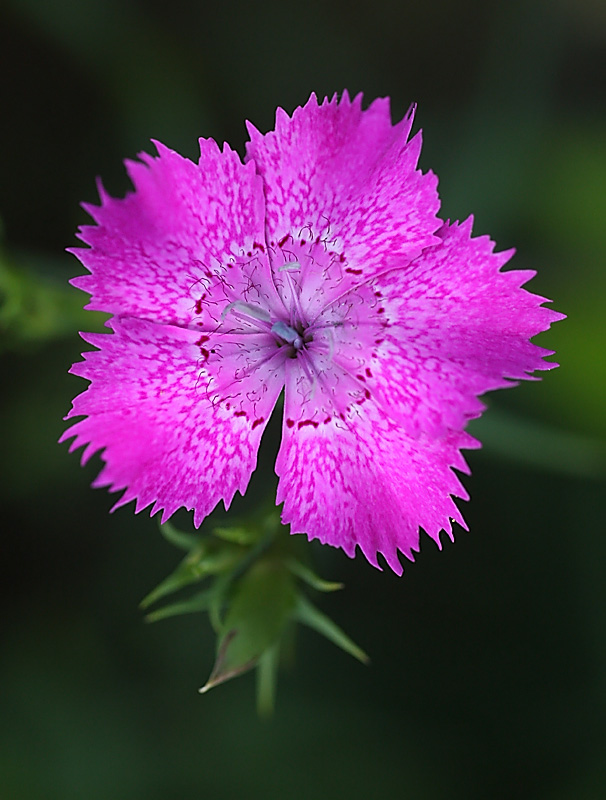 Garofano di Seguier (Dianthus seguieri)