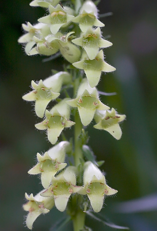 Digitale gialla piccola (Digitalis lutea)