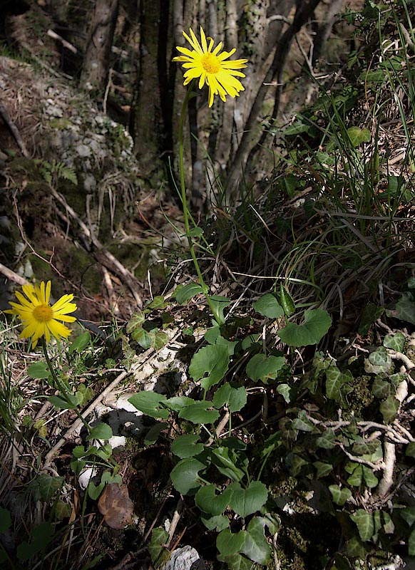 Doronico di Colonna (Doronicum columnae)