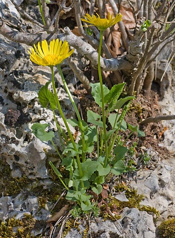 Doronicum columnae (Doronico di Colonna)