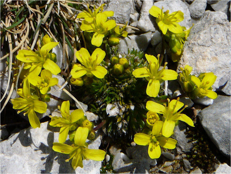 Draba di Bertoloni (Draba aspera)