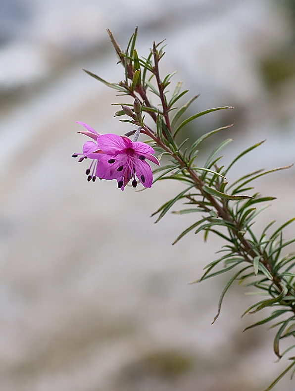 Epilobium dodonaei (Epilobio a foglie di rosmarino)