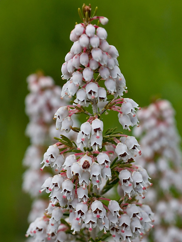 Erica arborea