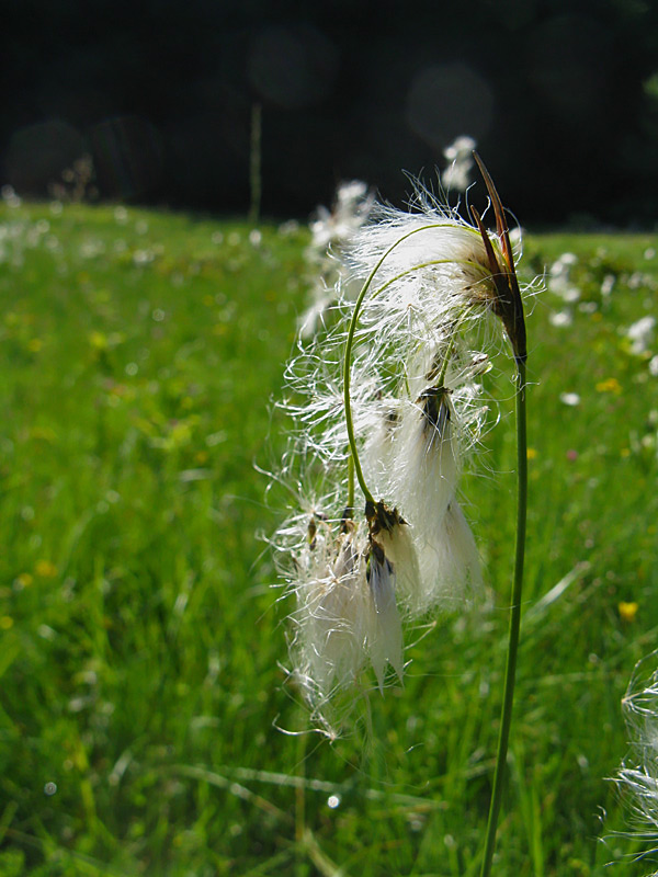 Eriophorum latifolium