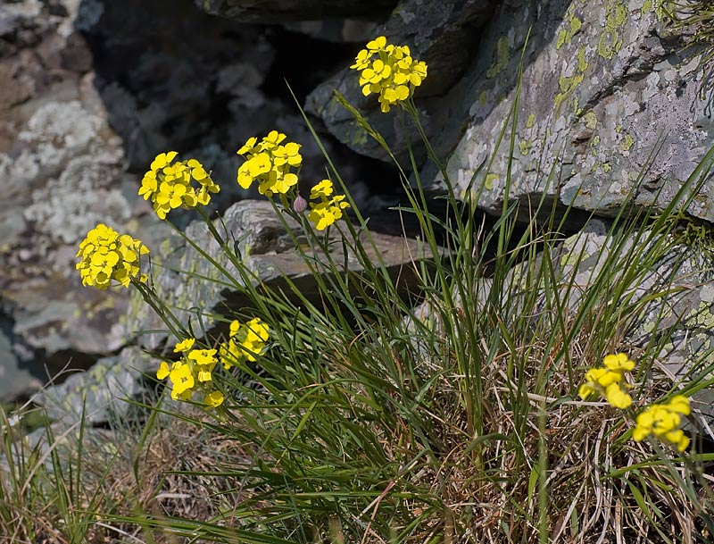 Violacciocca appenninica (Erysimum pseudorhaeticum)
