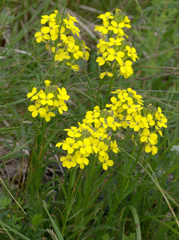 Erysimum pseudorhaeticum