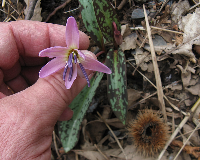 Dente di cane (Erythronium dens-canis)