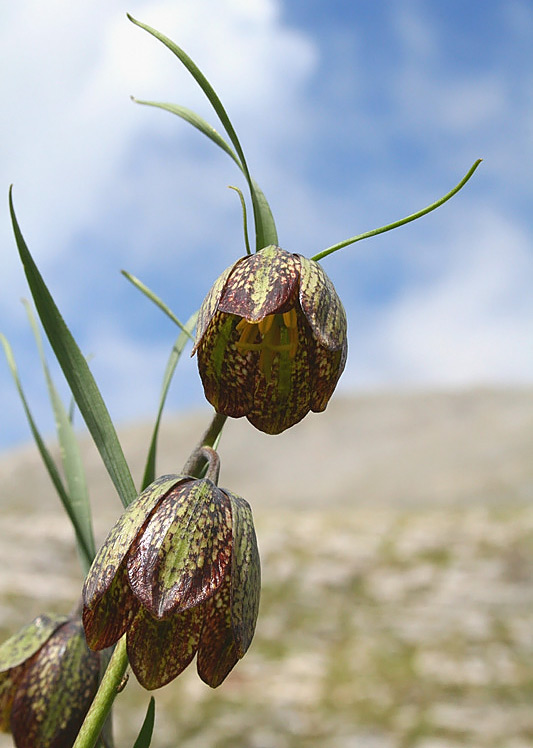 Meleagride minore (Fritillaria montana)