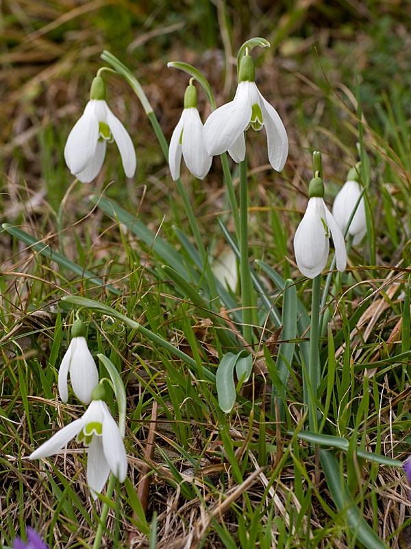 Galanthus nivalis (Bucaneve)