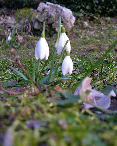 Galanthus nivalis (Bucaneve)