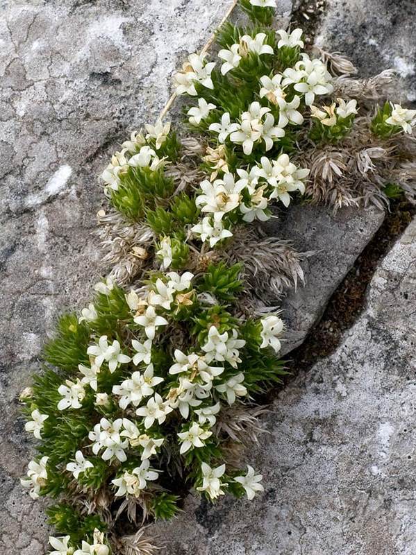 Galium paleoitalicum