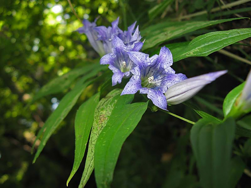 Gentiana asclepiadea